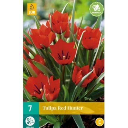 TULIPA RED HUNTER