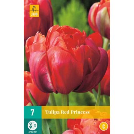 TULIPA RED PRINCESS