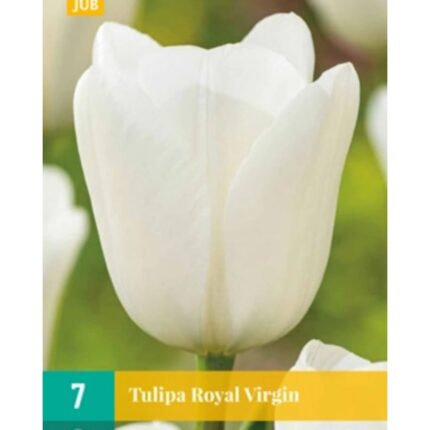 TULIPA ROYAL VIRGIN