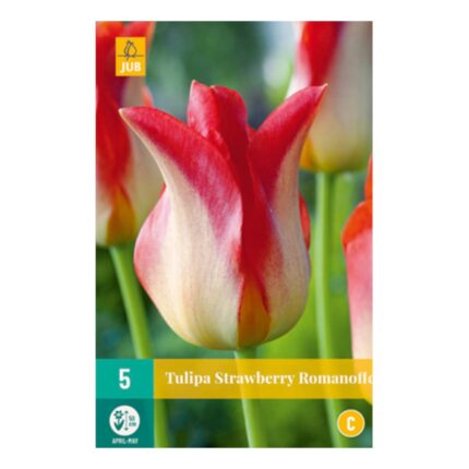 TULIPA STRAWBERRY ROMANOFF