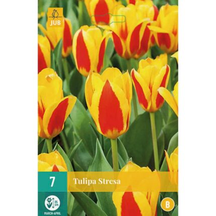 TULIPA STRESA