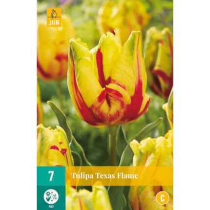 TULIPA TEXAS FLAME