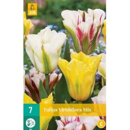 TULIPA VIRIDIFLORA MIX