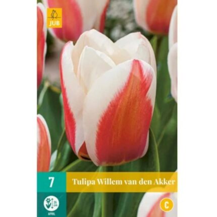 TULIPA WILLEM VAN DEN AKKER