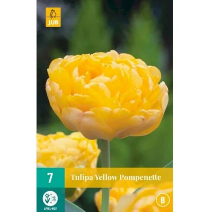 TULIPA YELLOW POMPENETTE