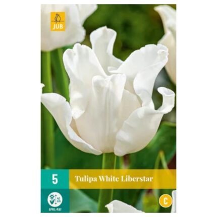 TULIPA WHITE LIBERSTAR