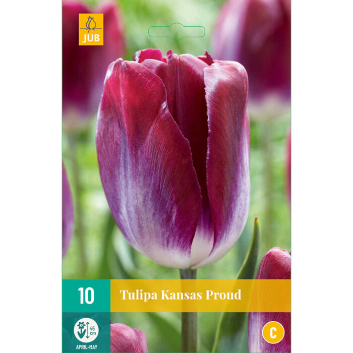 tulipa kansas proud