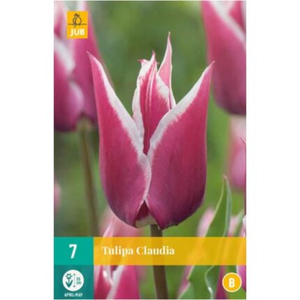 Tulipa-claudia-