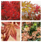 ACER PALM "Redwine"