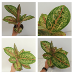 AGLAONEMA "Painted Celebration"