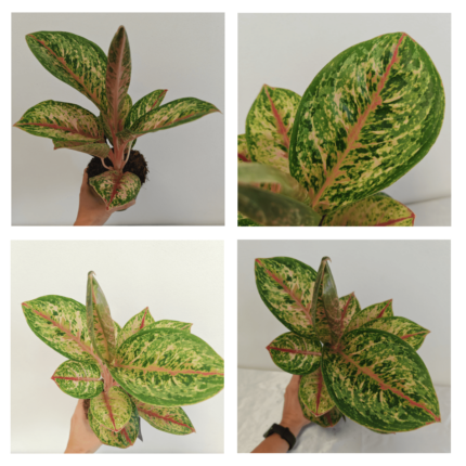 AGLAONEMA "Painted Celebration"