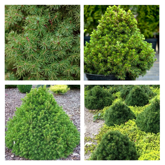 PICEA ABIES "Tompa"