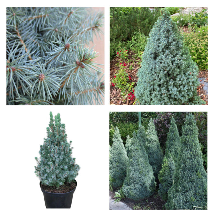 PICEA GLAUCA "Sanders Blue"