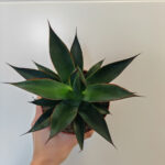 AGAVE "Shaka Zulu"