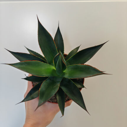 AGAVE "Shaka Zulu"