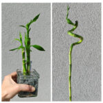 LUCKY BAMBOO