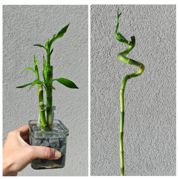 LUCKY BAMBOO